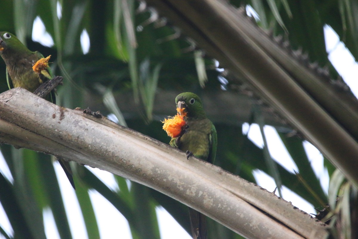 Olive-throated Parakeet - ML647445238