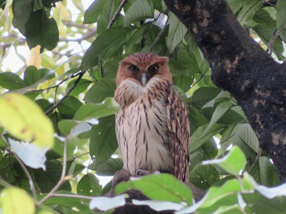 Philippine Eagle-Owl - ML647445240