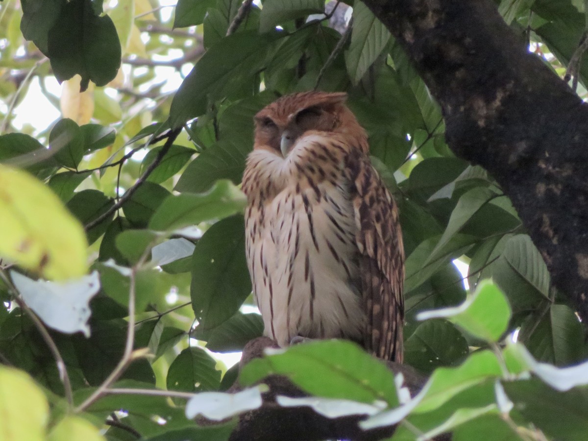 Philippine Eagle-Owl - ML647445241