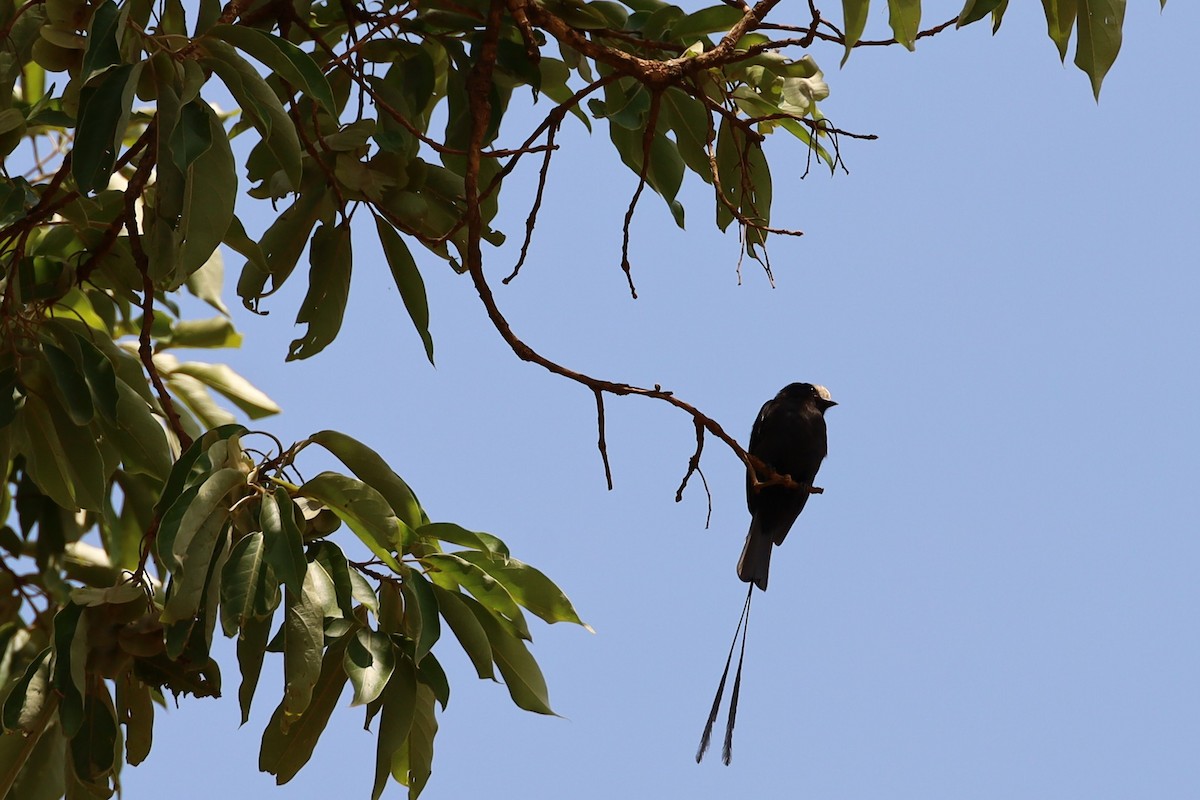 Long-tailed Tyrant - ML647445252