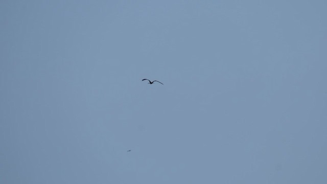 Фрегат карибський - ML647445254