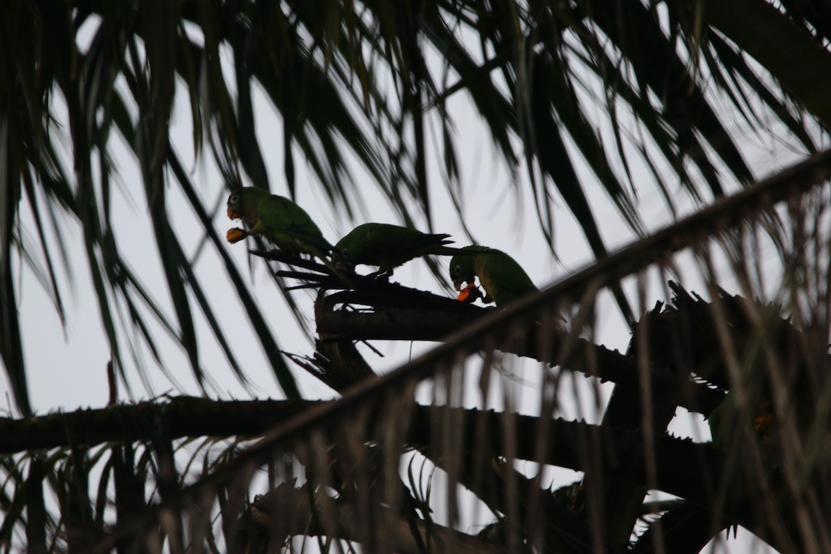 Olive-throated Parakeet - ML647445258