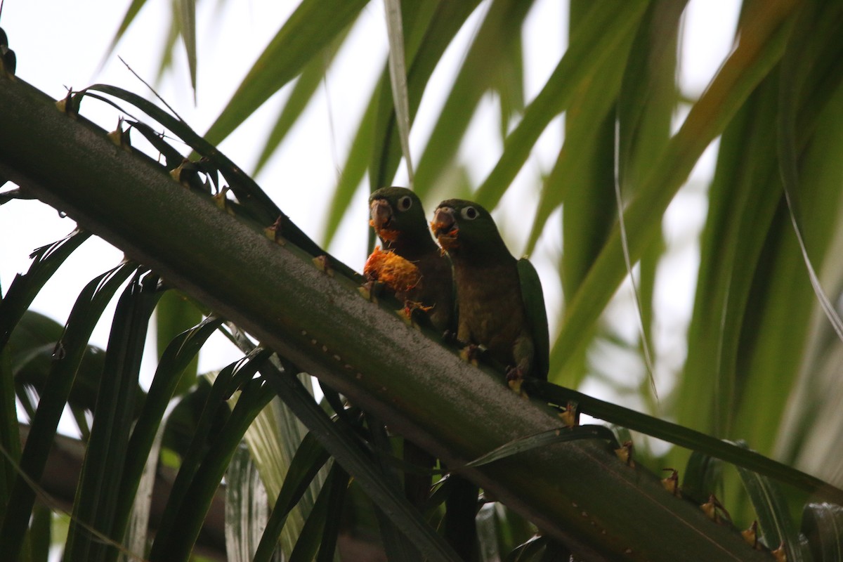 Olive-throated Parakeet - ML647445263