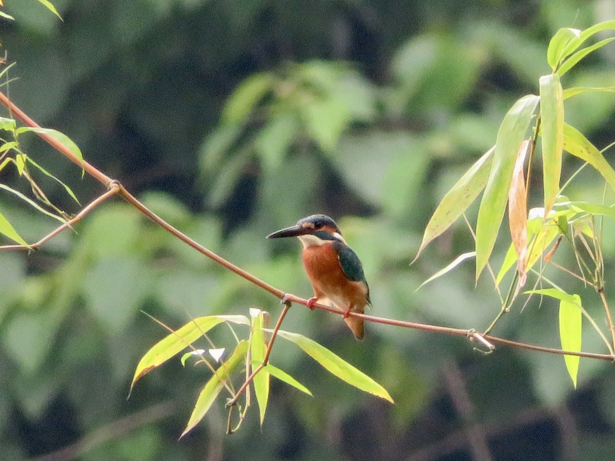 Common Kingfisher - ML647445266