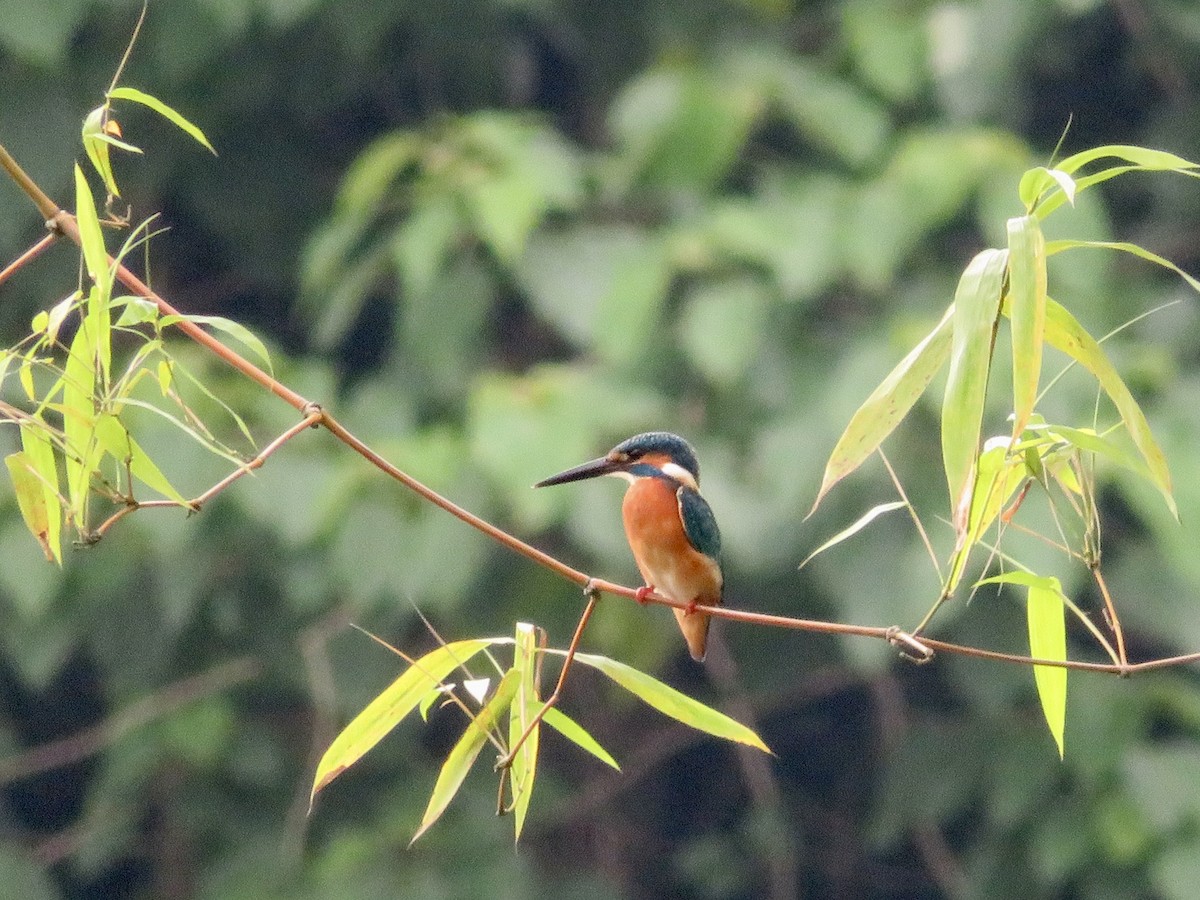 Common Kingfisher - ML647445267