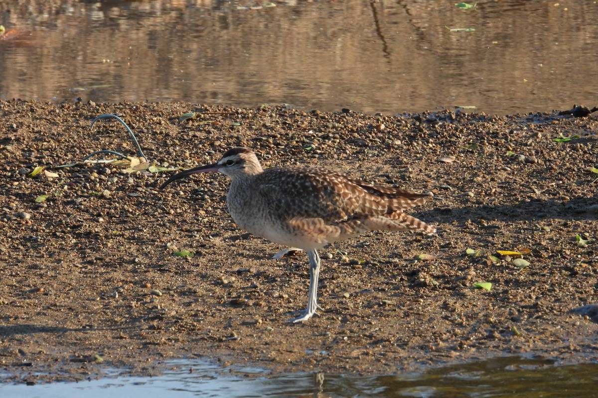 חרמשון אמריקאי - ML647445269