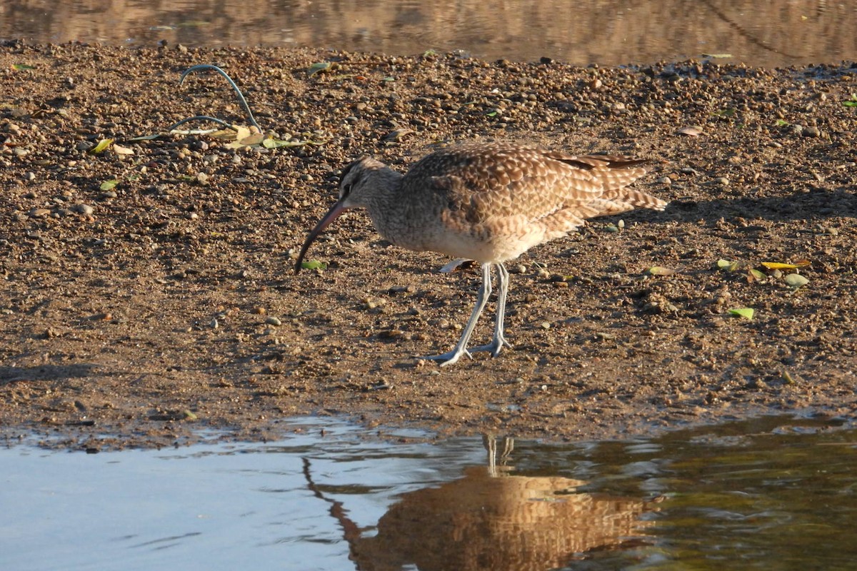 חרמשון אמריקאי - ML647445270