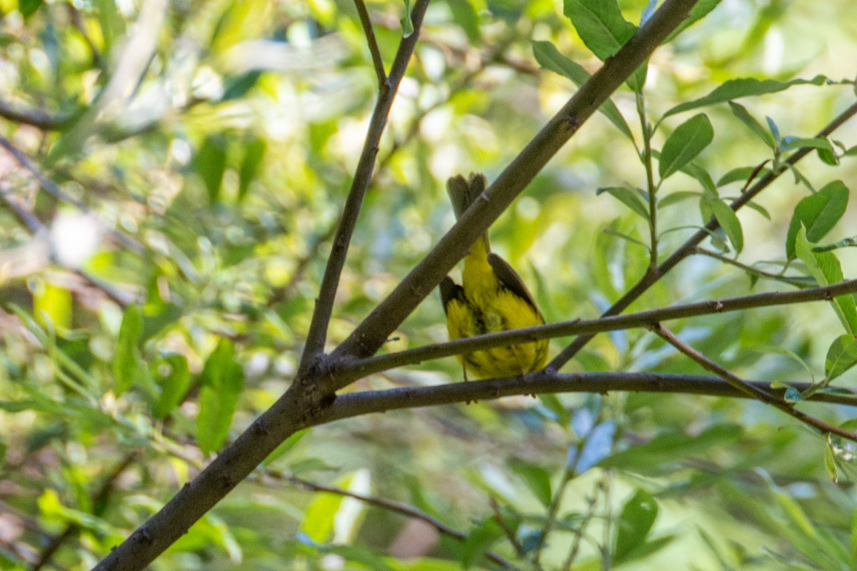 Paruline à calotte noire - ML647445274