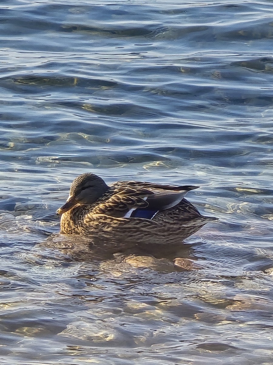 マガモ - ML647445276