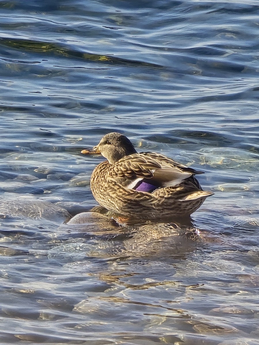 マガモ - ML647445278