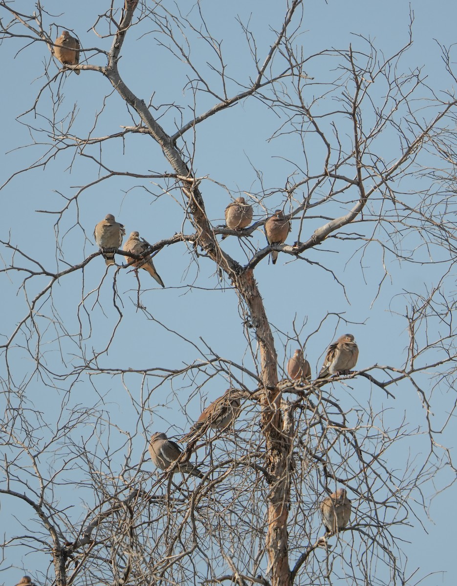Mourning Dove - ML647445279