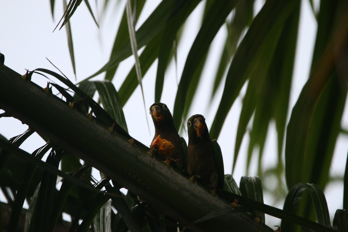 Olive-throated Parakeet - ML647445280