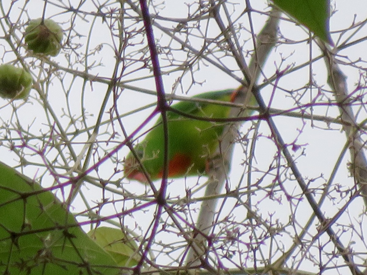 Philippine Hanging-Parrot - ML647445281