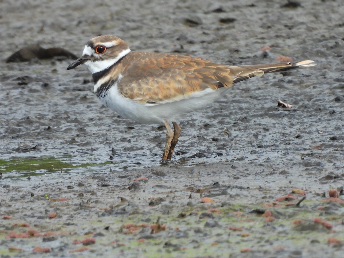 Killdeer - ML647445283