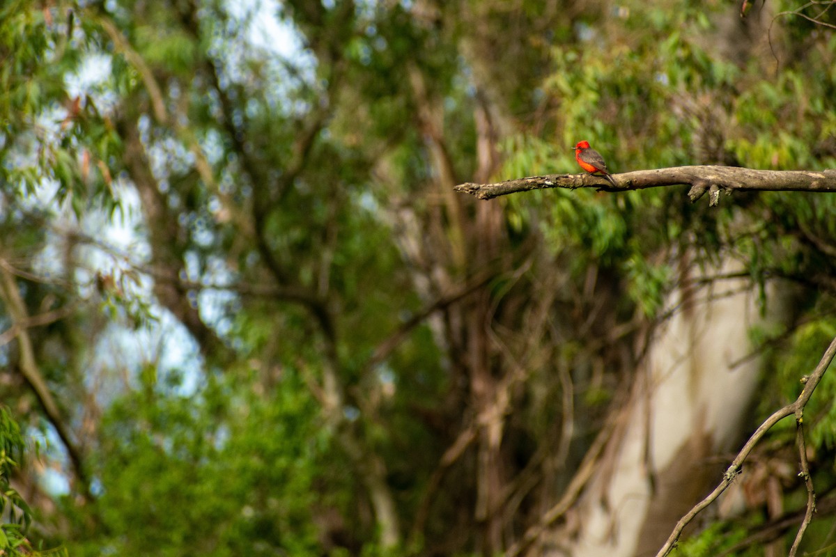 Vermilion Flycatcher - ML647445285