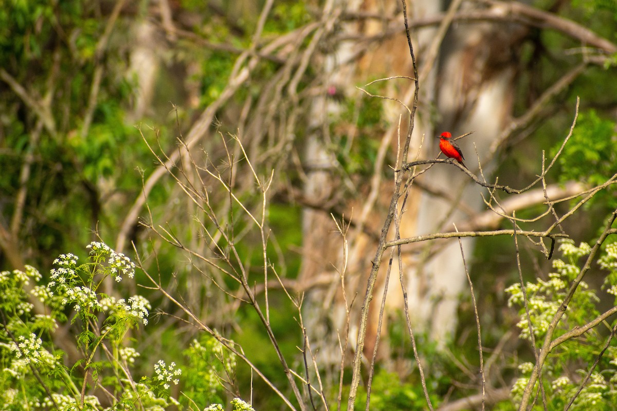 Vermilion Flycatcher - ML647445286