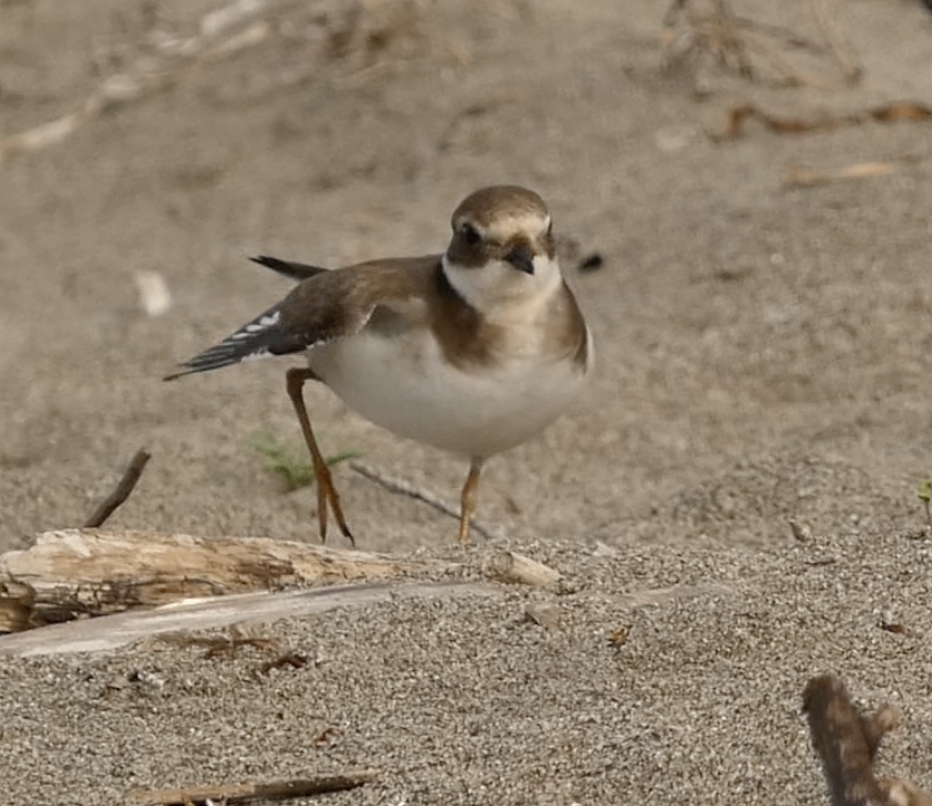 Common Ringed Plover - ML647445287