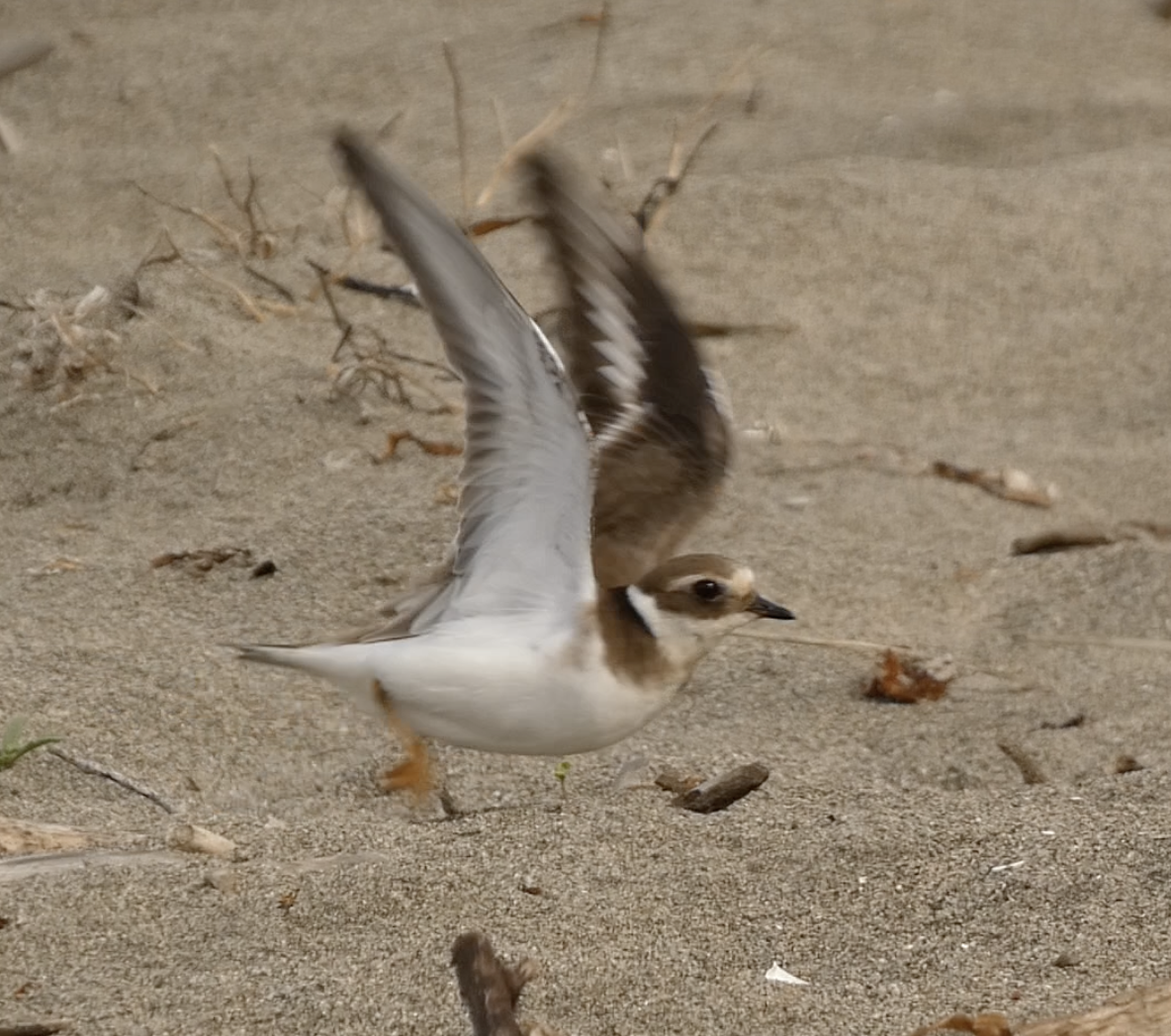 Common Ringed Plover - ML647445288