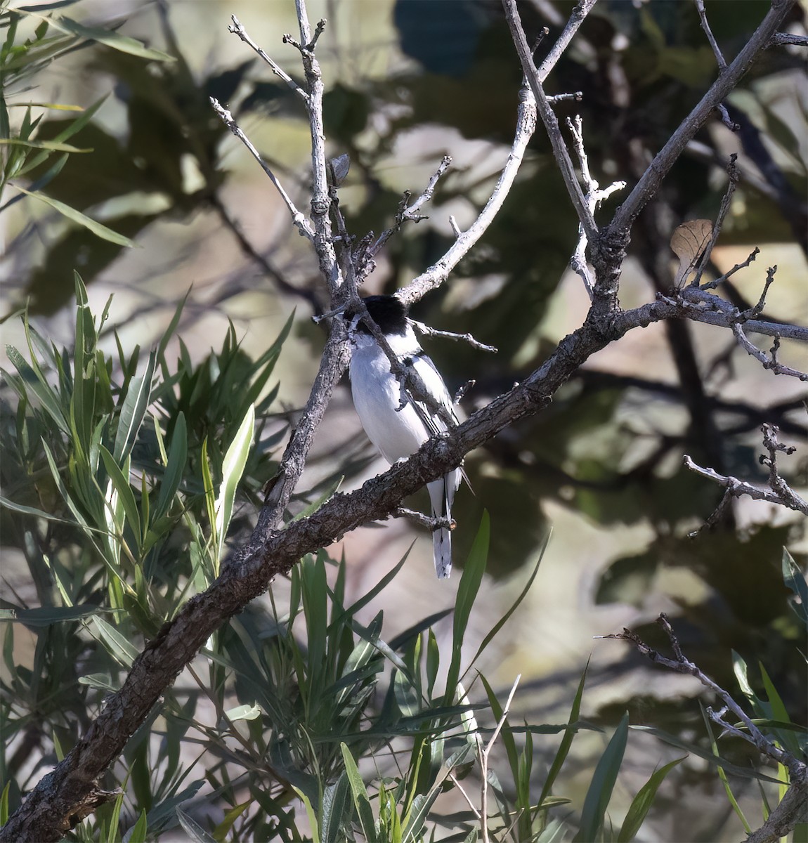 Bécarde du Mexique - ML647445289