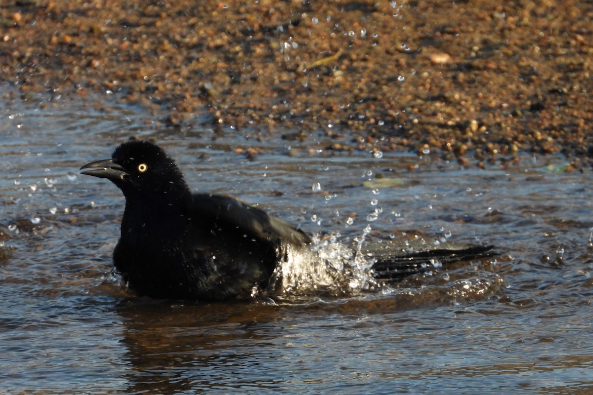 Great-tailed Grackle - ML647445290