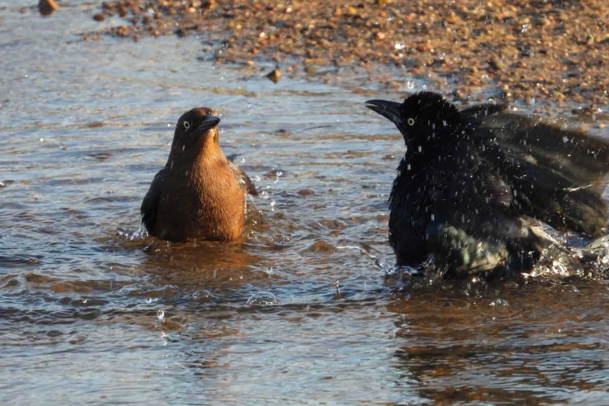 Great-tailed Grackle - ML647445291