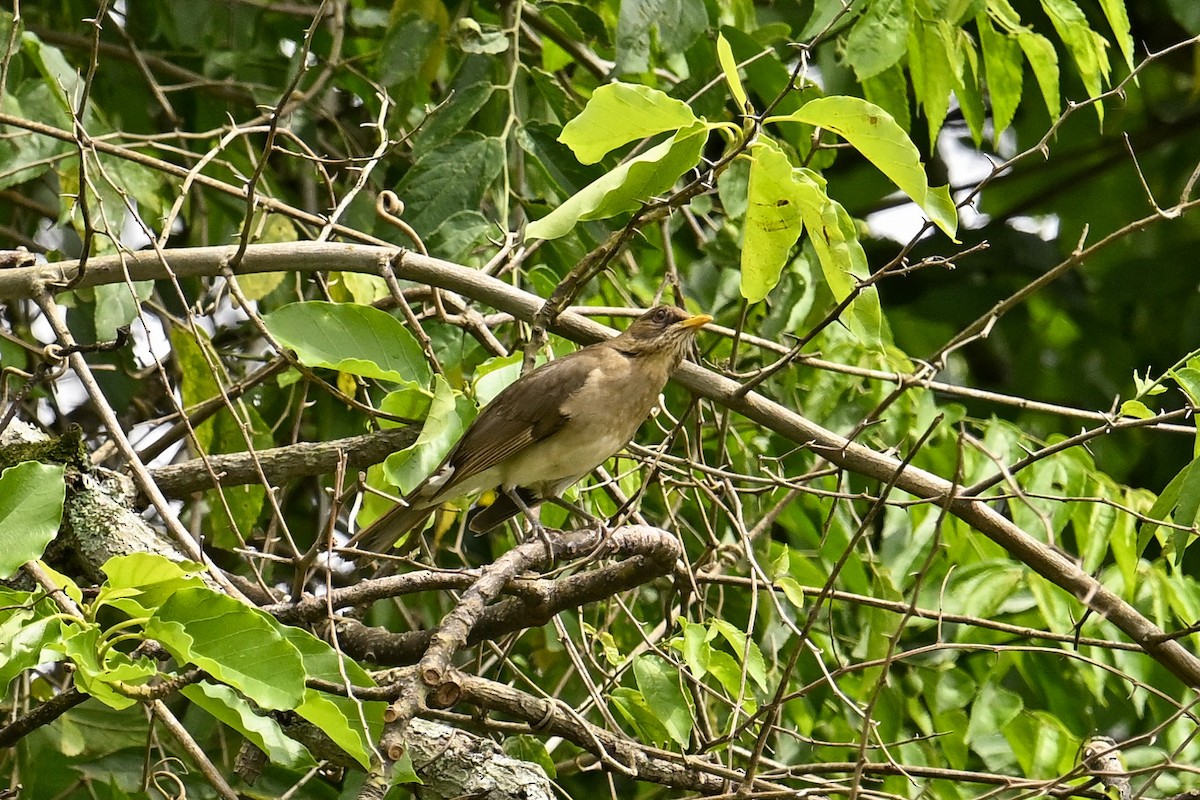 Creamy-bellied Thrush - ML647445292