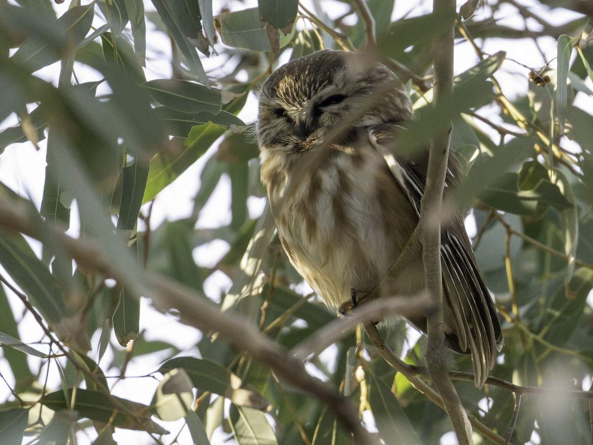 Northern Saw-whet Owl - ML647445294