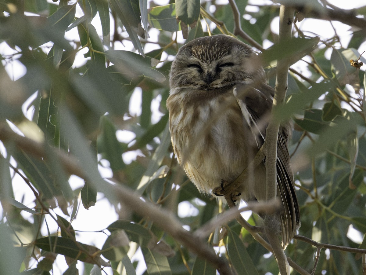 Northern Saw-whet Owl - ML647445295