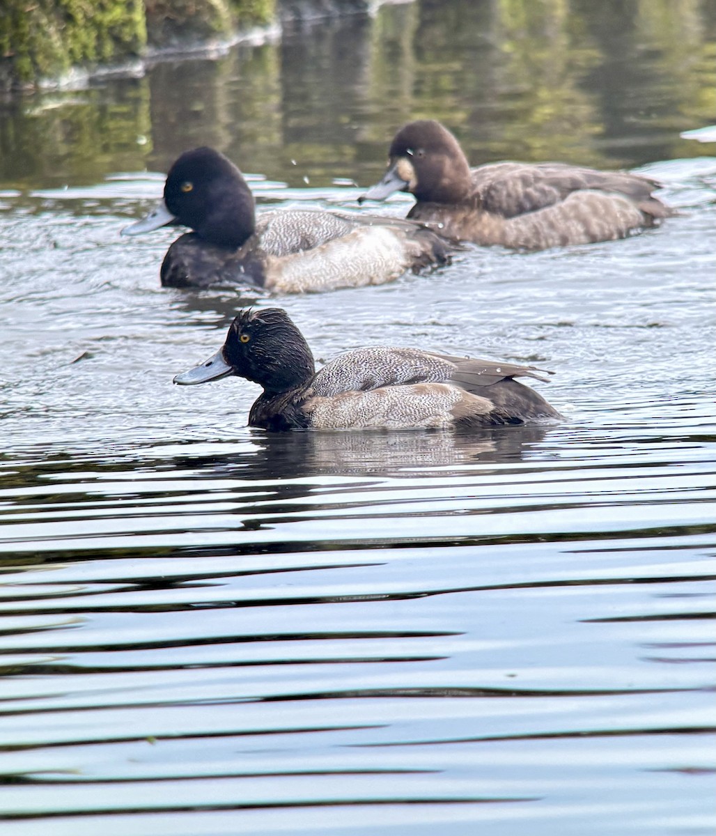 Lesser Scaup - ML647445299