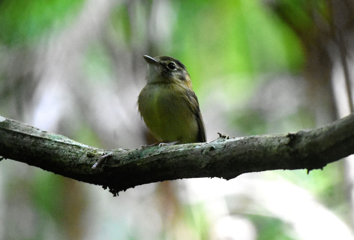 Stub-tailed Spadebill - ML647445300