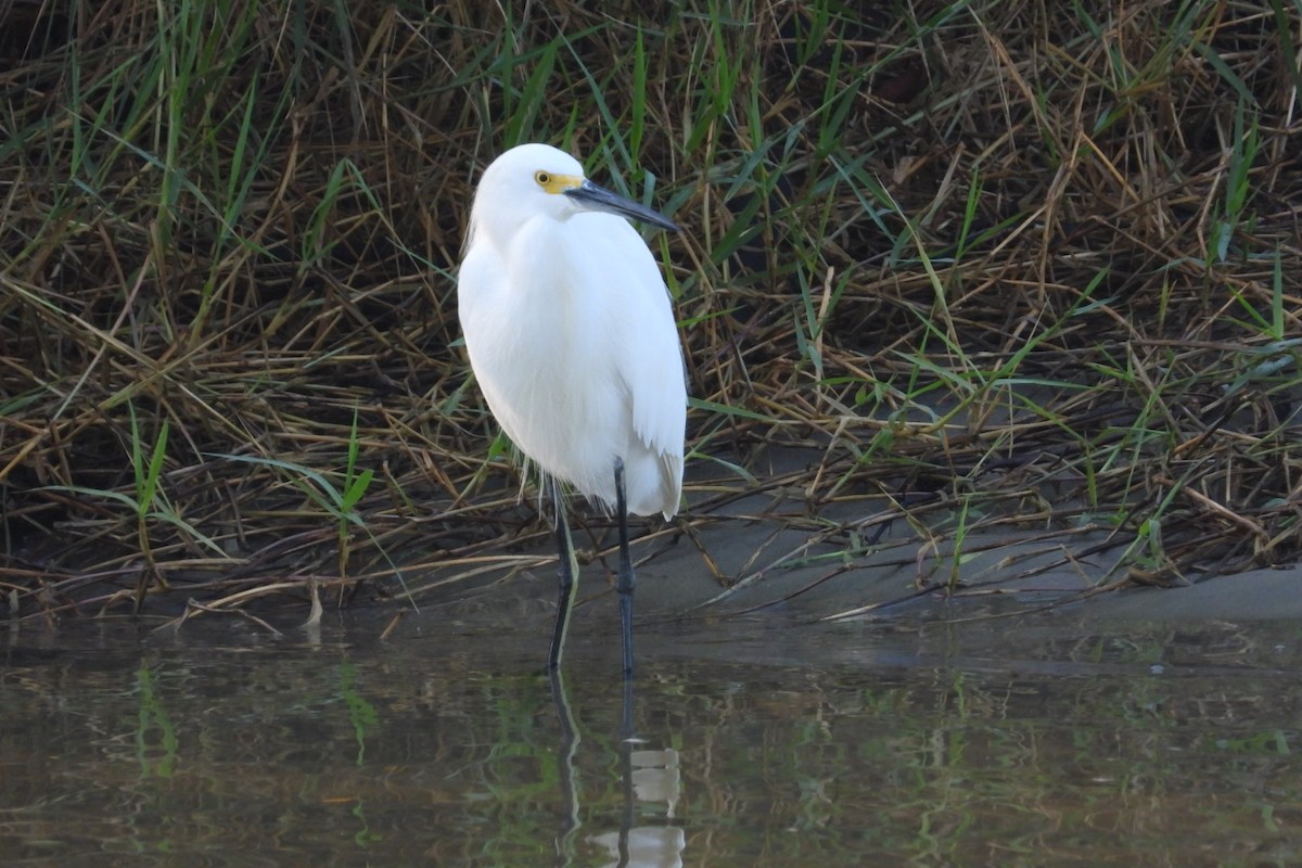 לבנית אמריקנית - ML647445301