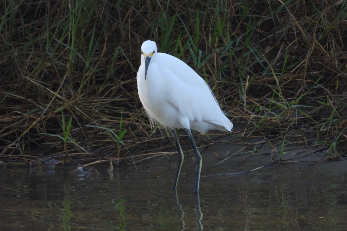לבנית אמריקנית - ML647445302