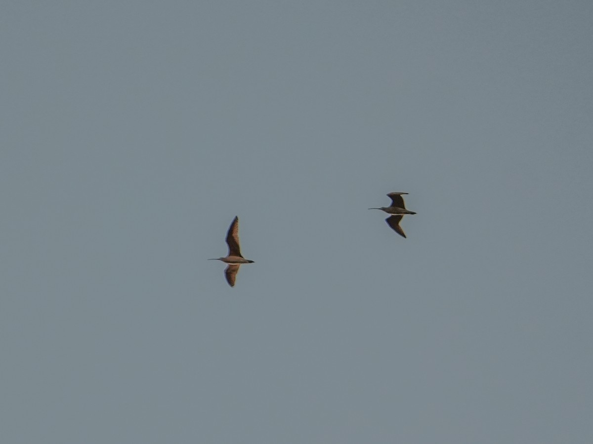 Кульон американський - ML647445303