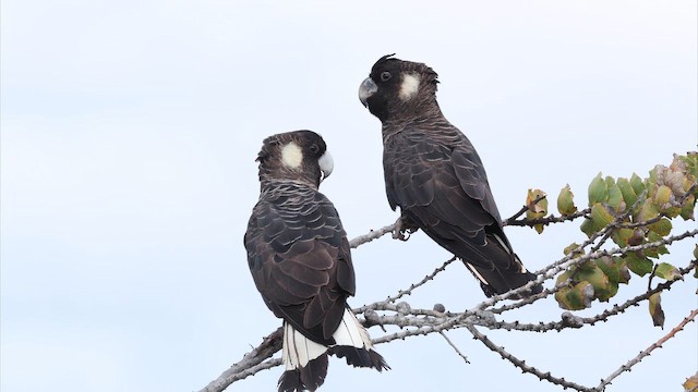 キミミクロオウム - ML647445304