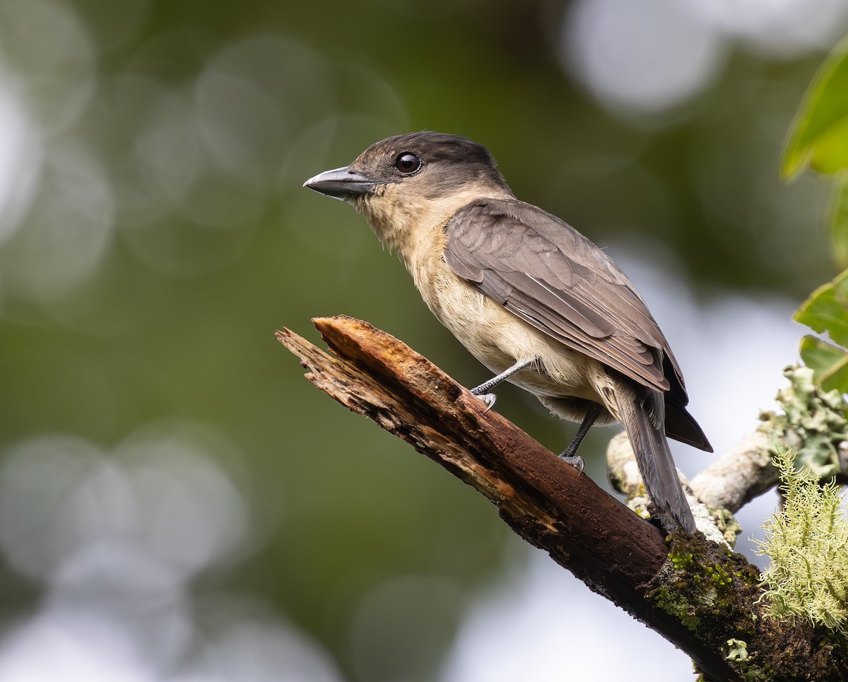 Crested Becard - ML647445305