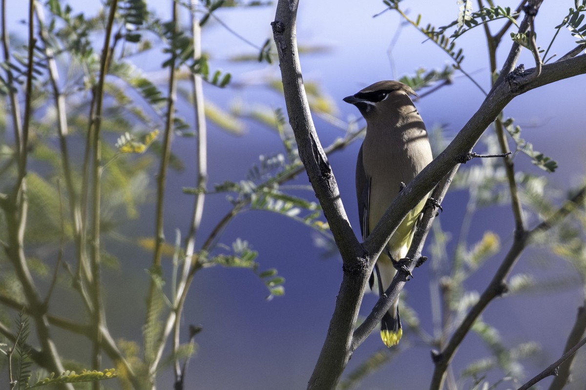 ציצנית אמריקנית - ML647445306