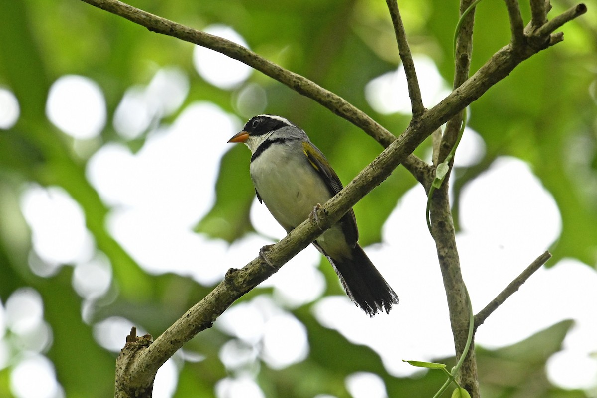 Saffron-billed Sparrow - ML647445307
