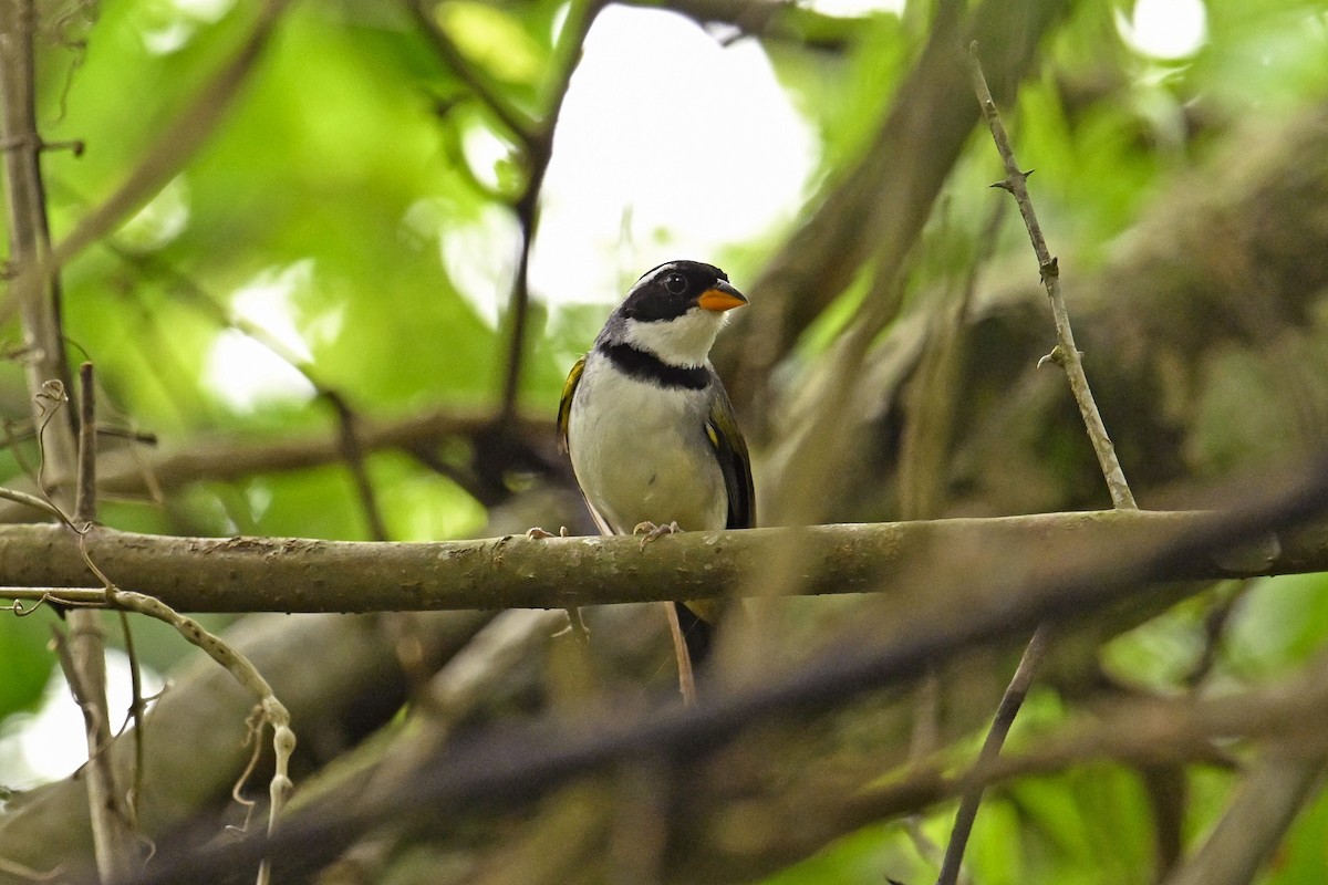 Saffron-billed Sparrow - ML647445308