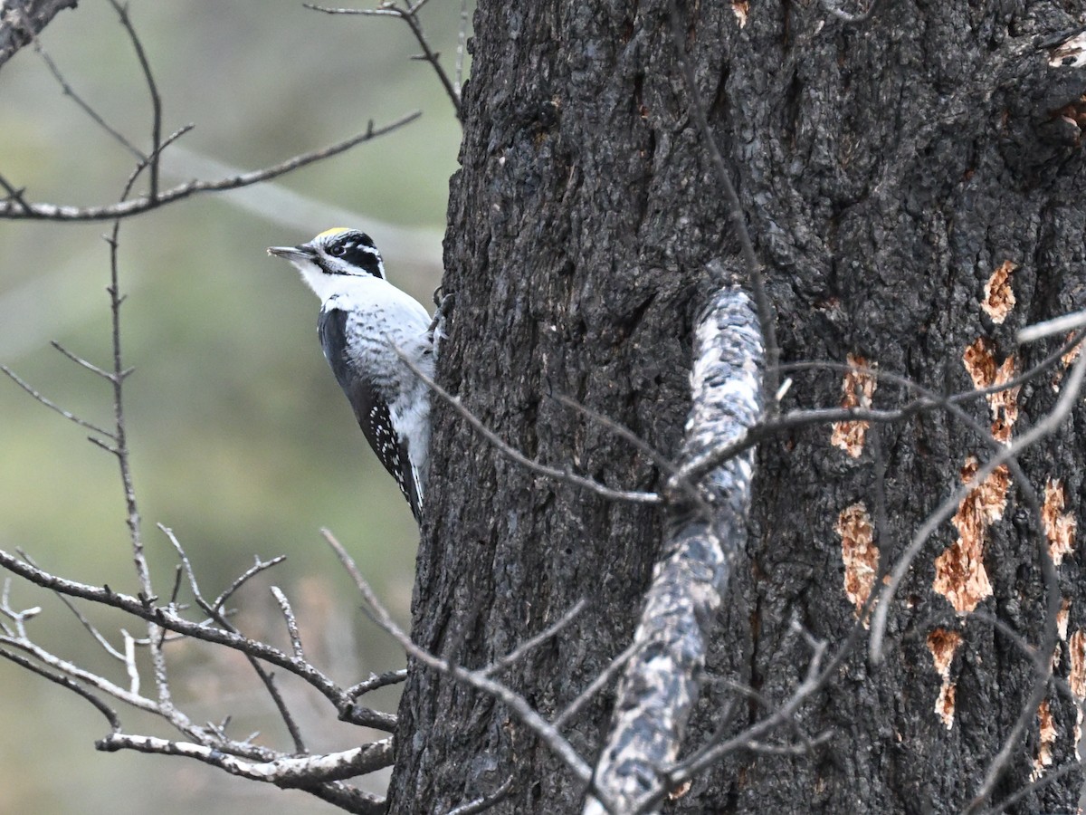 American Three-toed Woodpecker - ML647445310