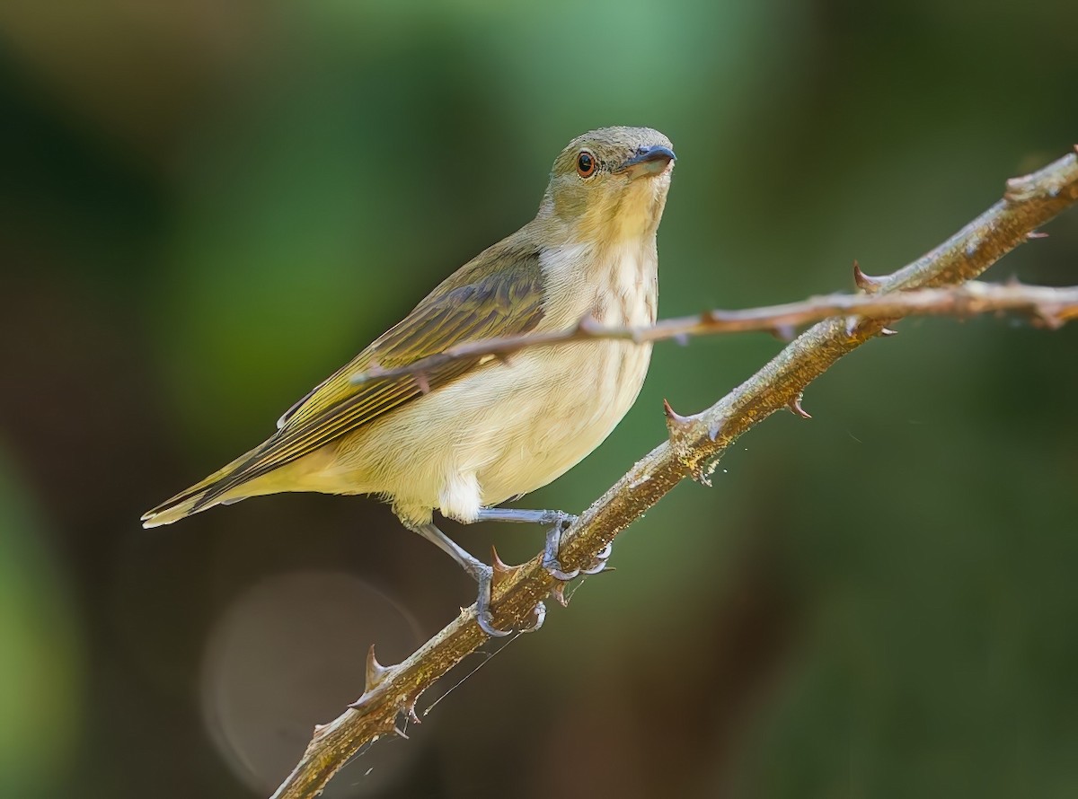 Thick-billed Flowerpecker - ML647445311
