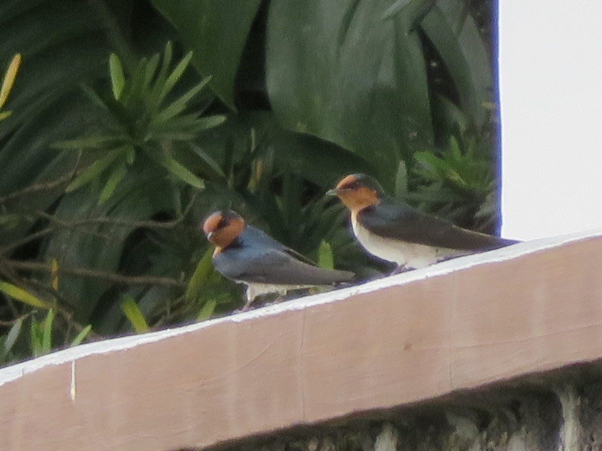 Pacific Swallow - ML647445312