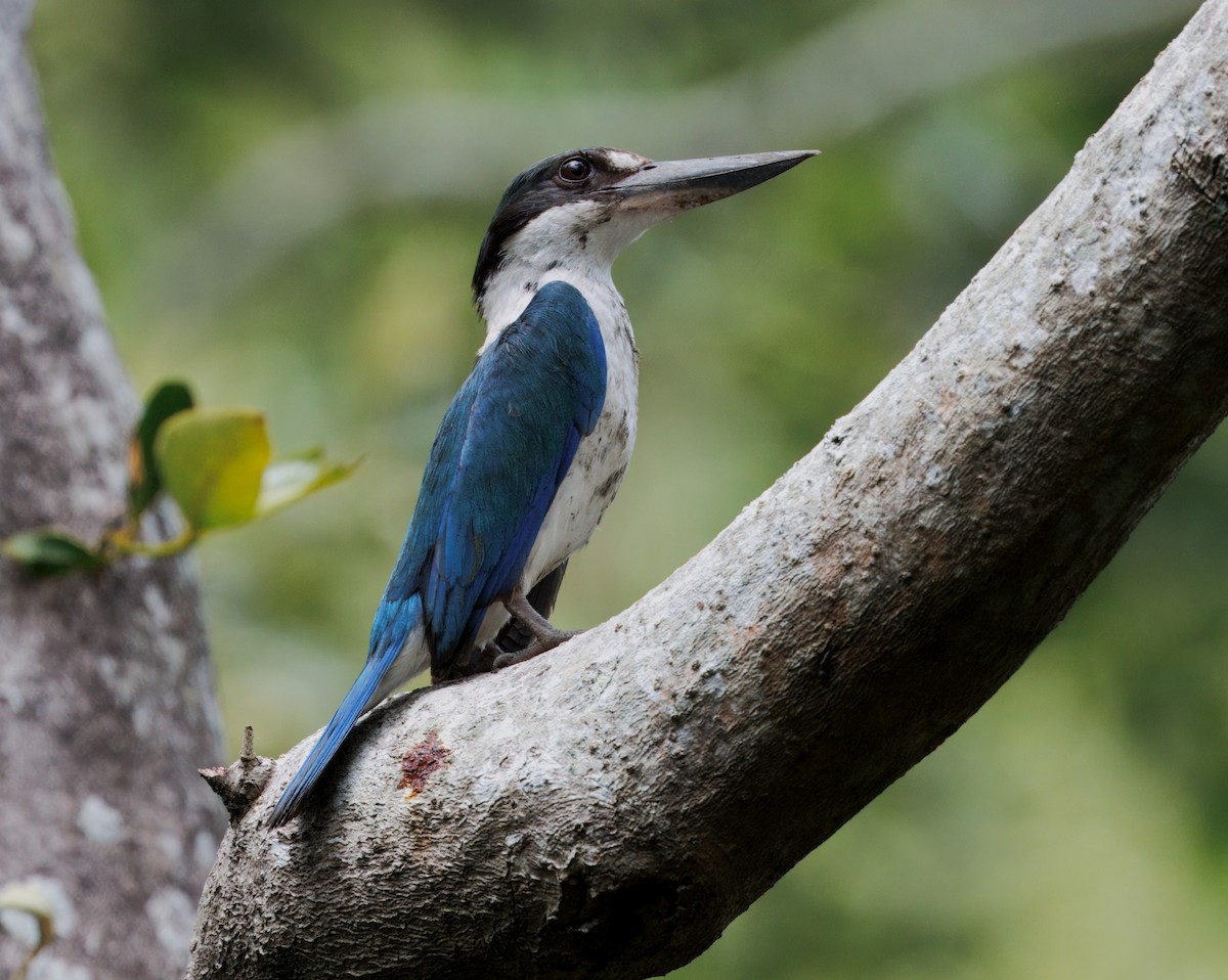Torresian Kingfisher - ML647445313
