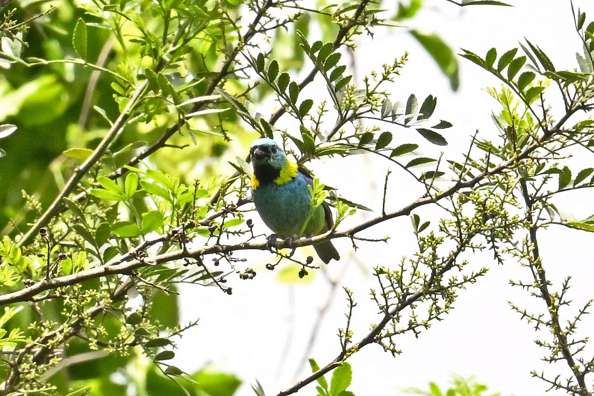 Green-headed Tanager - ML647445314
