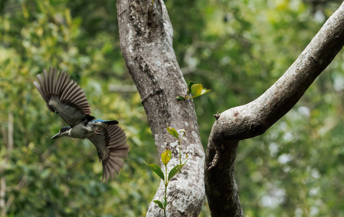 Torresian Kingfisher - ML647445315