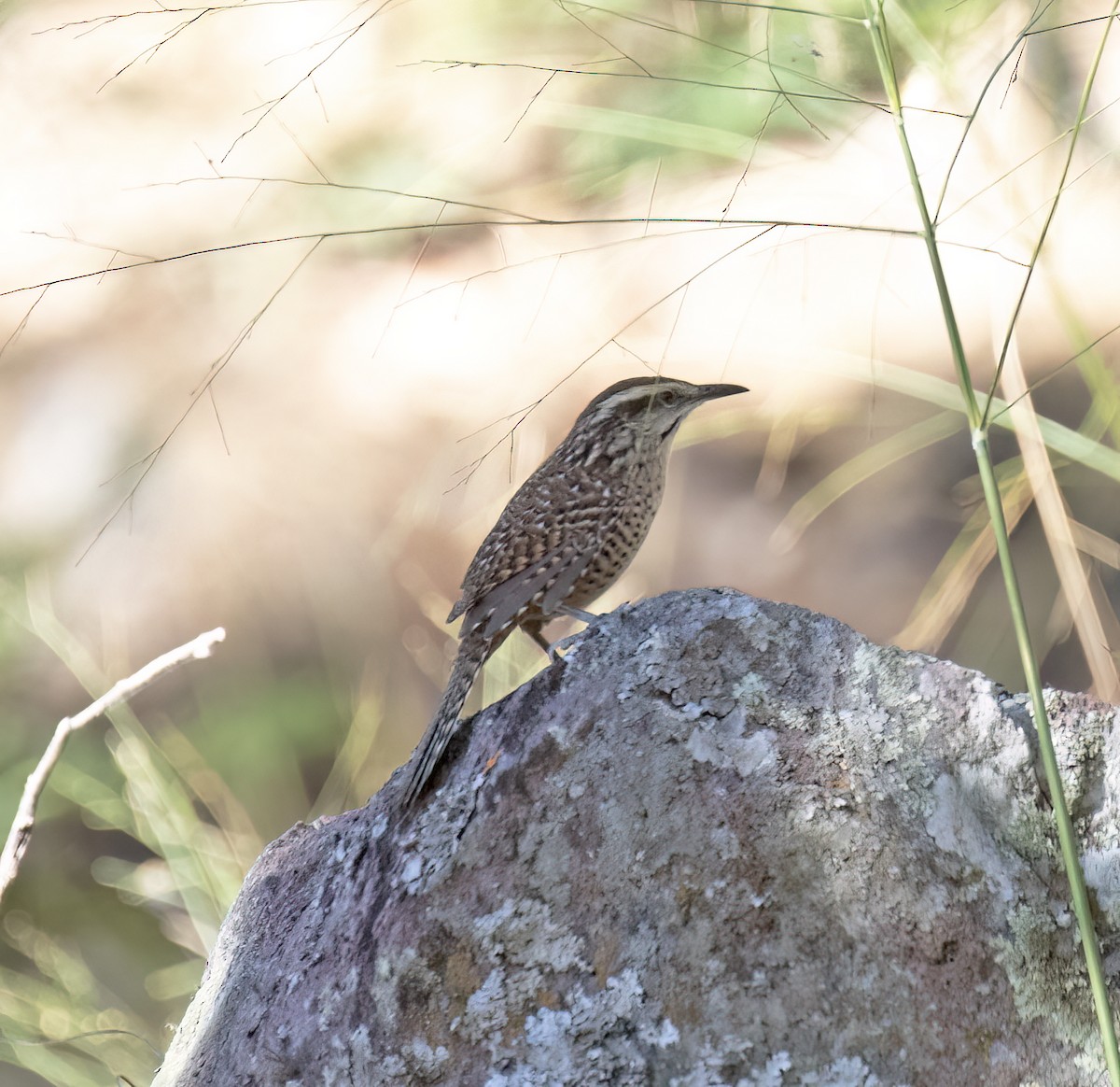 Spotted Wren - ML647445316