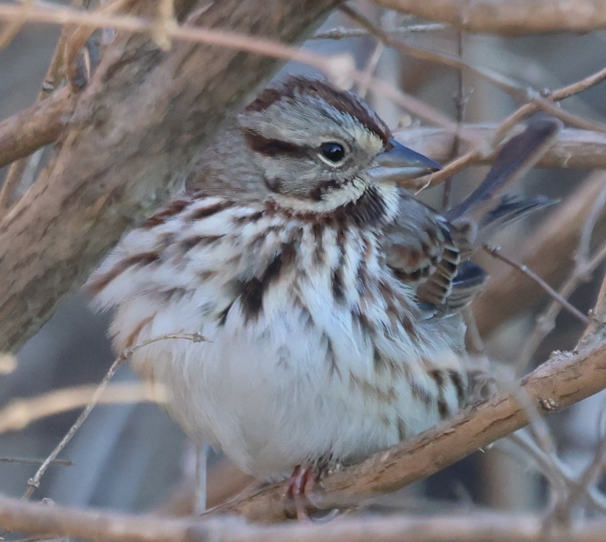 Song Sparrow - ML647445332