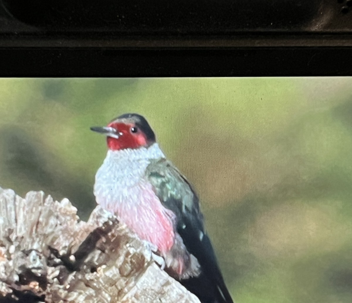 Lewis Ağaçkakanı - ML647445333