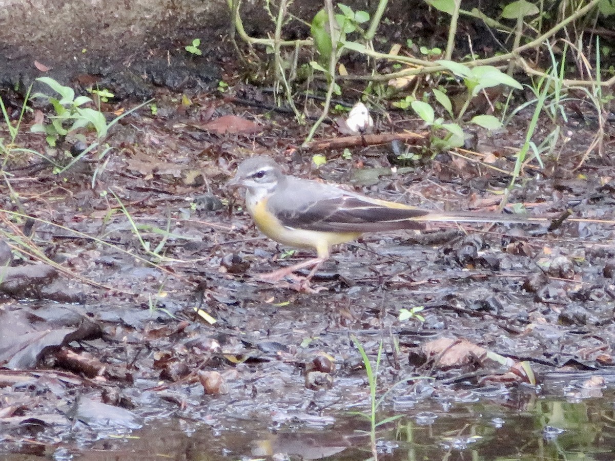 Gray Wagtail - ML647445335
