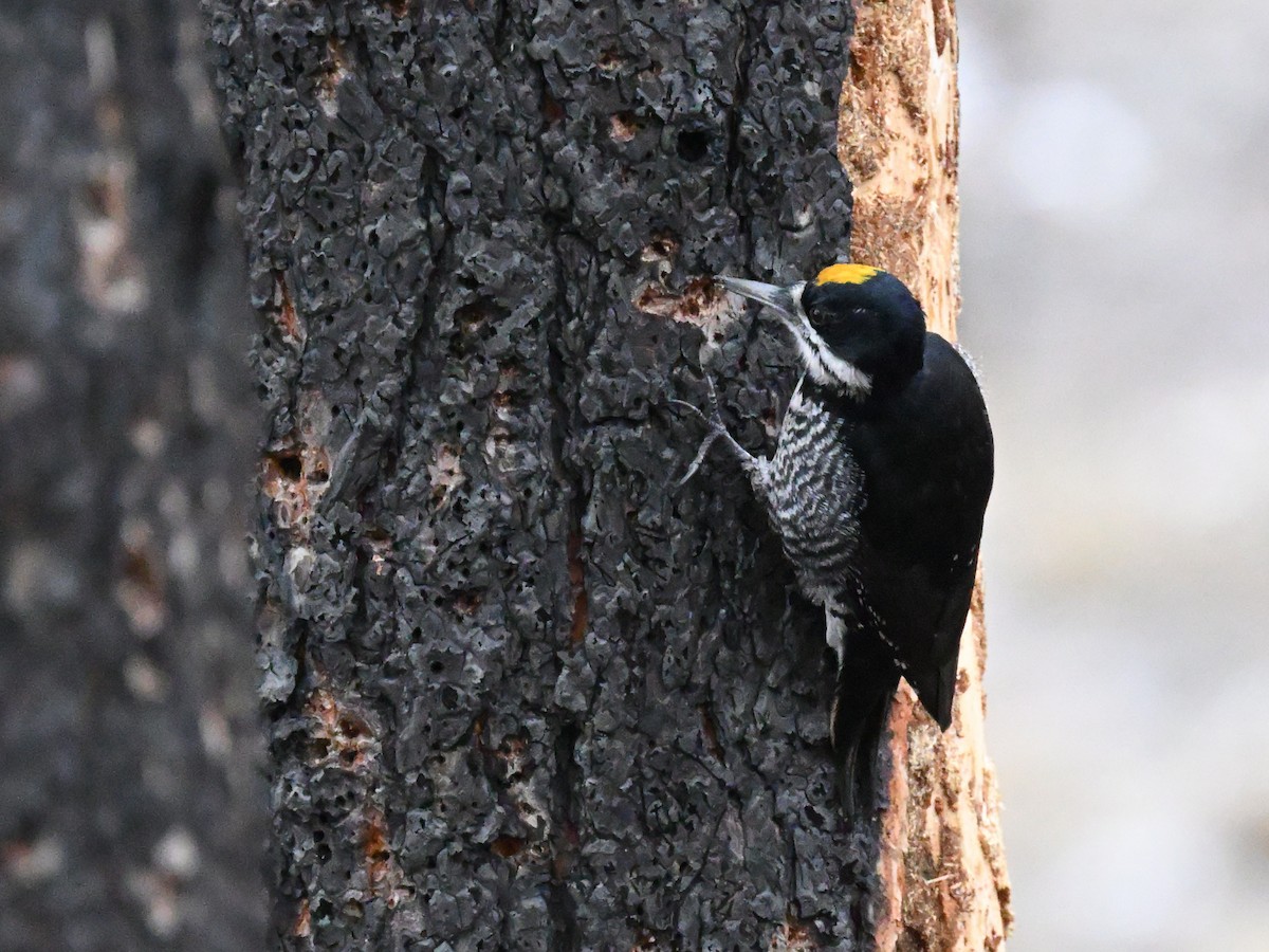 svartryggspett - ML647445344