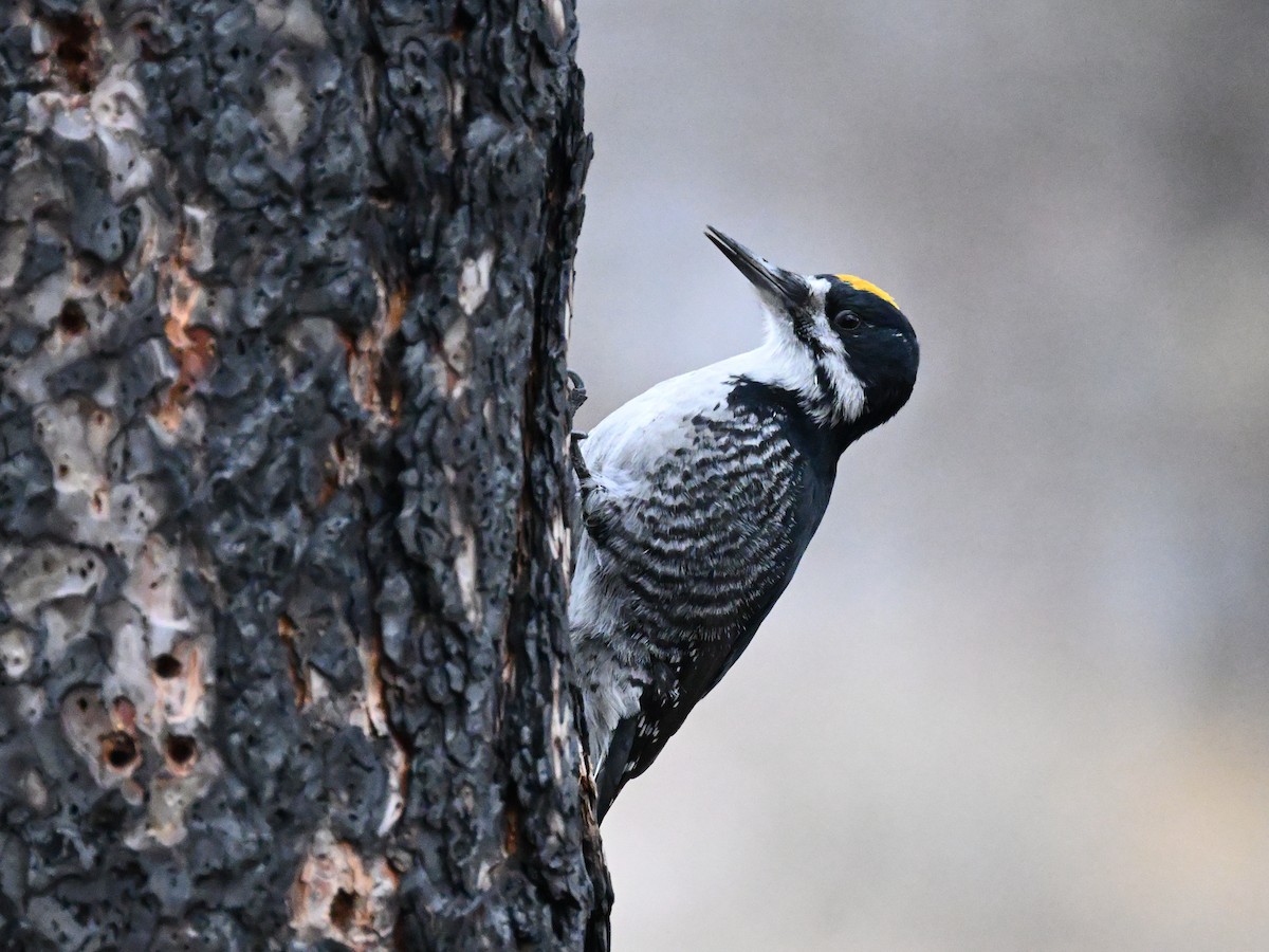 svartryggspett - ML647445345